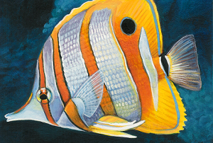 copperband_butterfly_fish_by_dragonosx